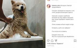 «Абсолютно ее понимаю»: Эдгард Запашный о скандале с племянницей якобы укравшей собаку
